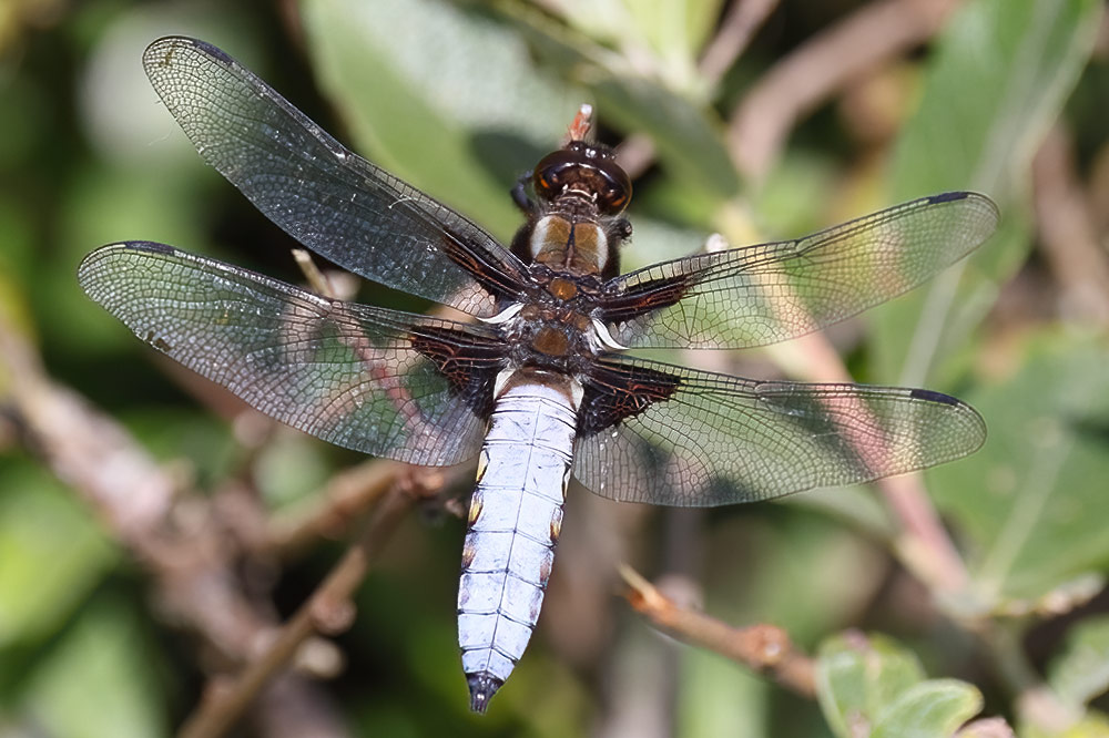 Broad-bellied chaser